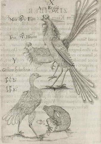 Reproducción/Reproduction 31626937456: Flora sinensis,. Viennae, Austriae,Typis M. Rictij,1656.