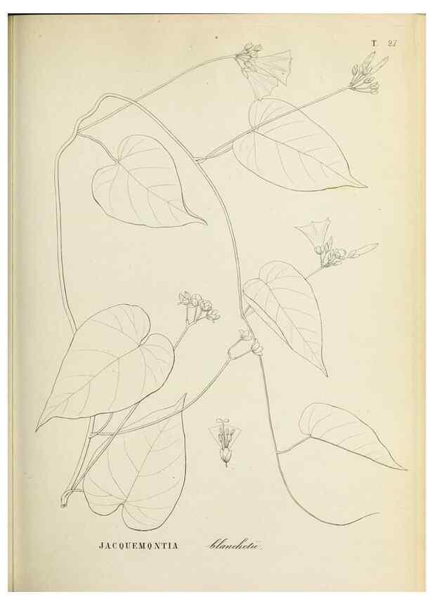 Reproducción/Reproduction 31631354241: Plantes nouvelles d'Amérique /. Genève :Imprimerie de Jules-Gme Fich, Rue des Belles-Filles, 40,1833-1846.