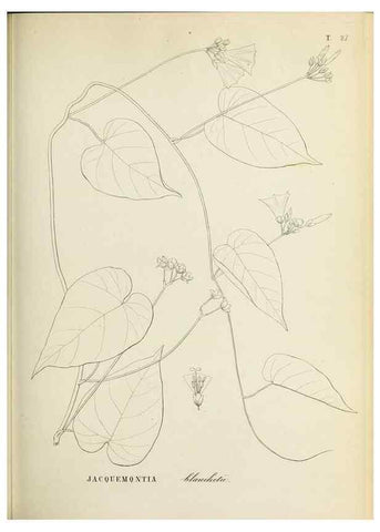 Reproducción/Reproduction 31631354241: Plantes nouvelles d'Amérique /. Genève :Imprimerie de Jules-Gme Fich, Rue des Belles-Filles, 40,1833-1846.