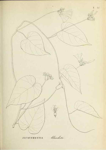 Reproducción/Reproduction 31631354241: Plantes nouvelles d'Amérique /. Genève :Imprimerie de Jules-Gme Fich, Rue des Belles-Filles, 40,1833-1846.