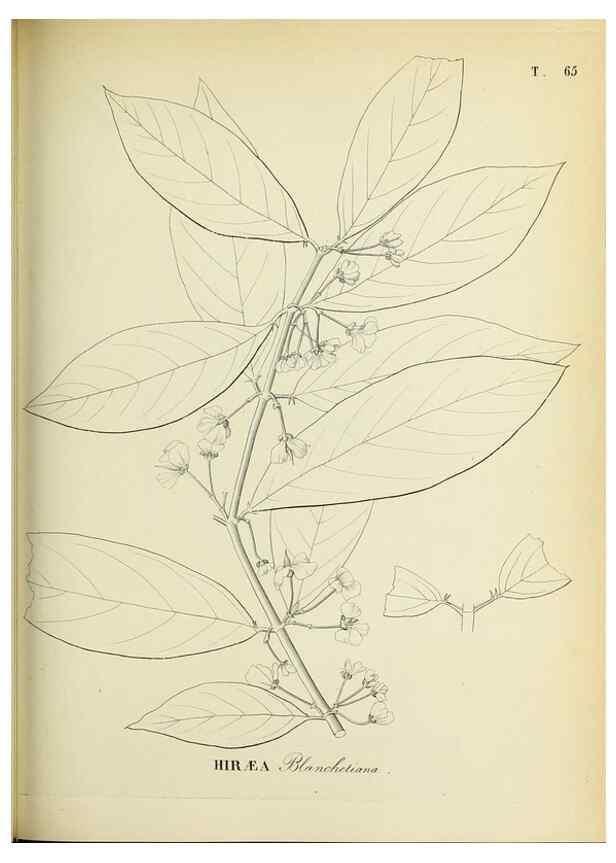 Reproducción/Reproduction 30937903293: Plantes nouvelles d'Amérique /. Genève :Imprimerie de Jules-Gme Fich, Rue des Belles-Filles, 40,1833-1846.