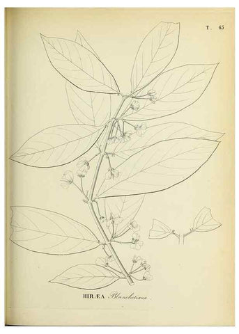 Reproducción/Reproduction 30937903293: Plantes nouvelles d'Amérique /. Genève :Imprimerie de Jules-Gme Fich, Rue des Belles-Filles, 40,1833-1846.