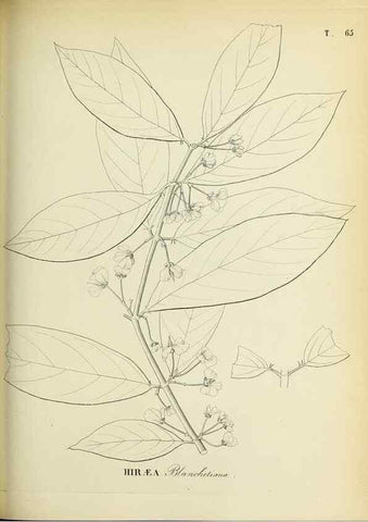 Reproducción/Reproduction 30937903293: Plantes nouvelles d'Amérique /. Genève :Imprimerie de Jules-Gme Fich, Rue des Belles-Filles, 40,1833-1846.