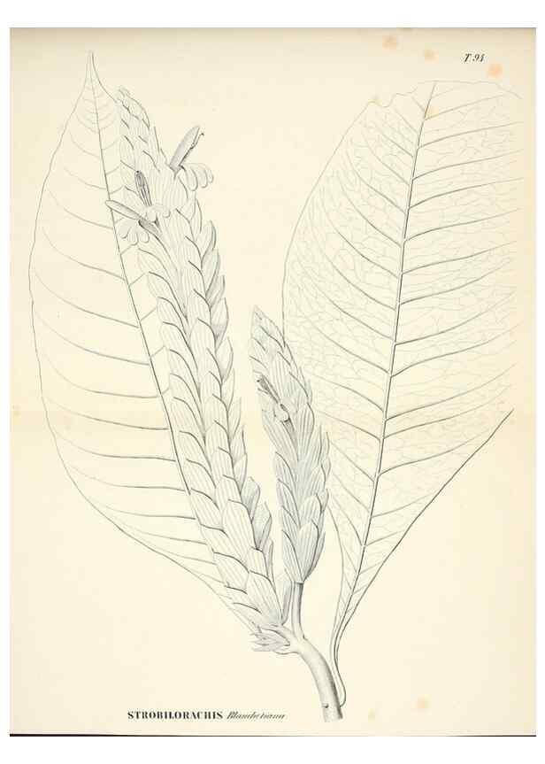 Reproducción/Reproduction 30905896704: Plantes nouvelles d'Amérique /. Genève :Imprimerie de Jules-Gme Fich, Rue des Belles-Filles, 40,1833-1846.