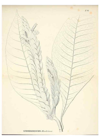 Reproducción/Reproduction 30905896704: Plantes nouvelles d'Amérique /. Genève :Imprimerie de Jules-Gme Fich, Rue des Belles-Filles, 40,1833-1846.