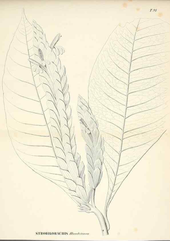 Reproducción/Reproduction 30905896704: Plantes nouvelles d'Amérique /. Genève :Imprimerie de Jules-Gme Fich, Rue des Belles-Filles, 40,1833-1846.