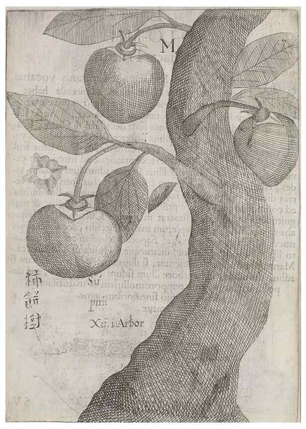 Reproducción/Reproduction 31547923191: Flora sinensis,. Viennae, Austriae,Typis M. Rictij,1656.