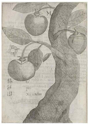 Reproducción/Reproduction 31547923191: Flora sinensis,. Viennae, Austriae,Typis M. Rictij,1656.