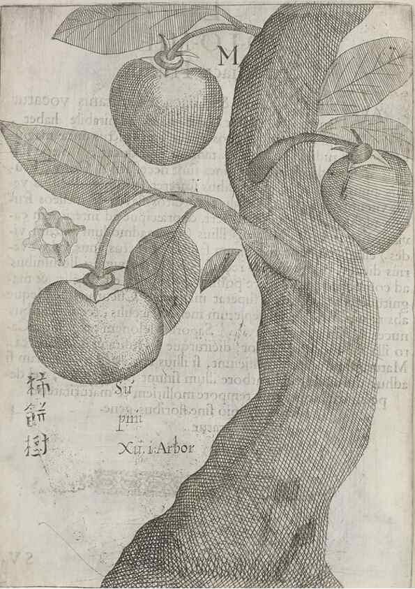 Reproducción/Reproduction 31547923191: Flora sinensis,. Viennae, Austriae,Typis M. Rictij,1656.