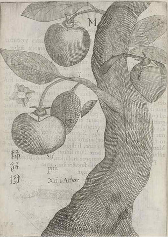 Reproducción/Reproduction 31547923191: Flora sinensis,. Viennae, Austriae,Typis M. Rictij,1656.