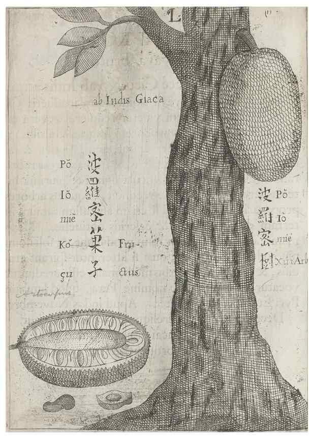 Reproducción/Reproduction 31663837085: Flora sinensis,. Viennae, Austriae,Typis M. Rictij,1656.