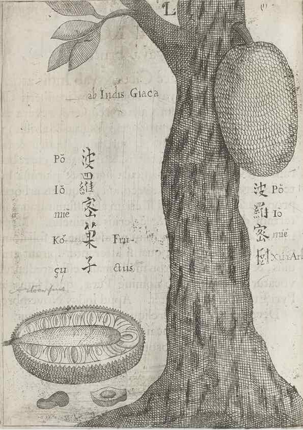 Reproducción/Reproduction 31663837085: Flora sinensis,. Viennae, Austriae,Typis M. Rictij,1656.