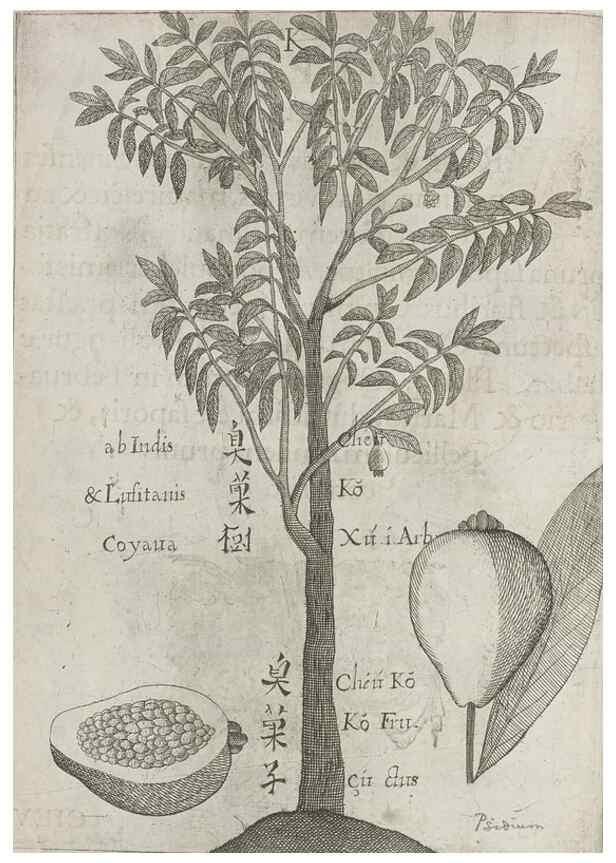 Reproducción/Reproduction 31663835415: Flora sinensis,. Viennae, Austriae,Typis M. Rictij,1656.
