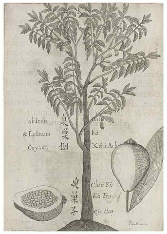 Reproducción/Reproduction 31663835415: Flora sinensis,. Viennae, Austriae,Typis M. Rictij,1656.