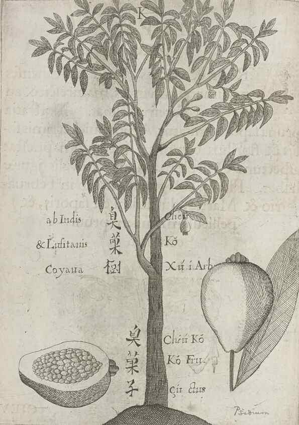 Reproducción/Reproduction 31663835415: Flora sinensis,. Viennae, Austriae,Typis M. Rictij,1656.