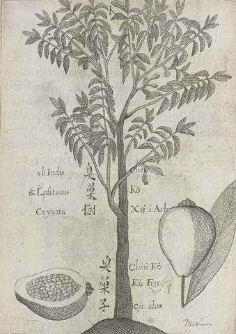 Reproducción/Reproduction 31663835415: Flora sinensis,. Viennae, Austriae,Typis M. Rictij,1656.