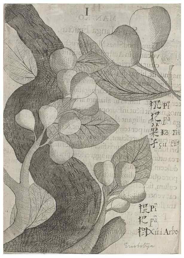 Reproducción/Reproduction 31626919186: Flora sinensis,. Viennae, Austriae,Typis M. Rictij,1656.