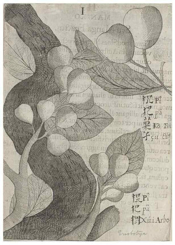 Reproducción/Reproduction 31626919186: Flora sinensis,. Viennae, Austriae,Typis M. Rictij,1656.