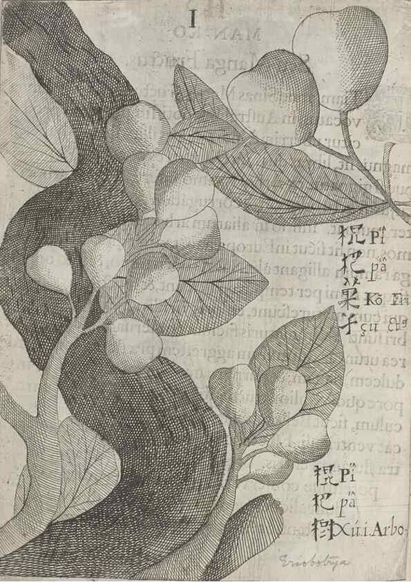 Reproducción/Reproduction 31626919186: Flora sinensis,. Viennae, Austriae,Typis M. Rictij,1656.