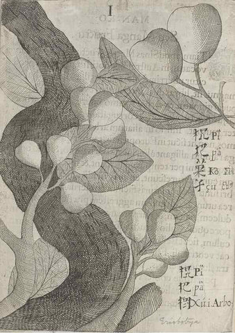 Reproducción/Reproduction 31626919186: Flora sinensis,. Viennae, Austriae,Typis M. Rictij,1656.