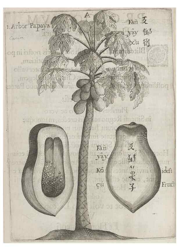 Reproducción/Reproduction 31291040720: Flora sinensis,. Viennae, Austriae,Typis M. Rictij,1656.