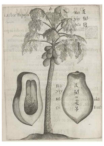 Reproducción/Reproduction 31291040720: Flora sinensis,. Viennae, Austriae,Typis M. Rictij,1656.