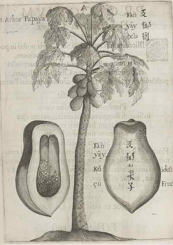 Reproducción/Reproduction 31291040720: Flora sinensis,. Viennae, Austriae,Typis M. Rictij,1656.