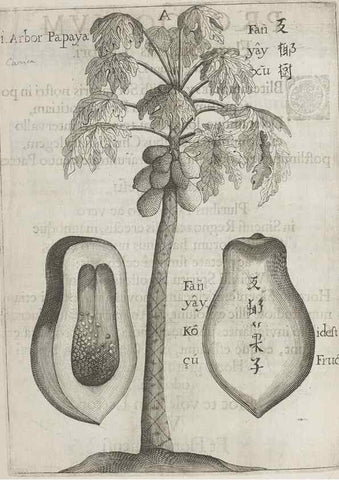Reproducción/Reproduction 31291040720: Flora sinensis,. Viennae, Austriae,Typis M. Rictij,1656.