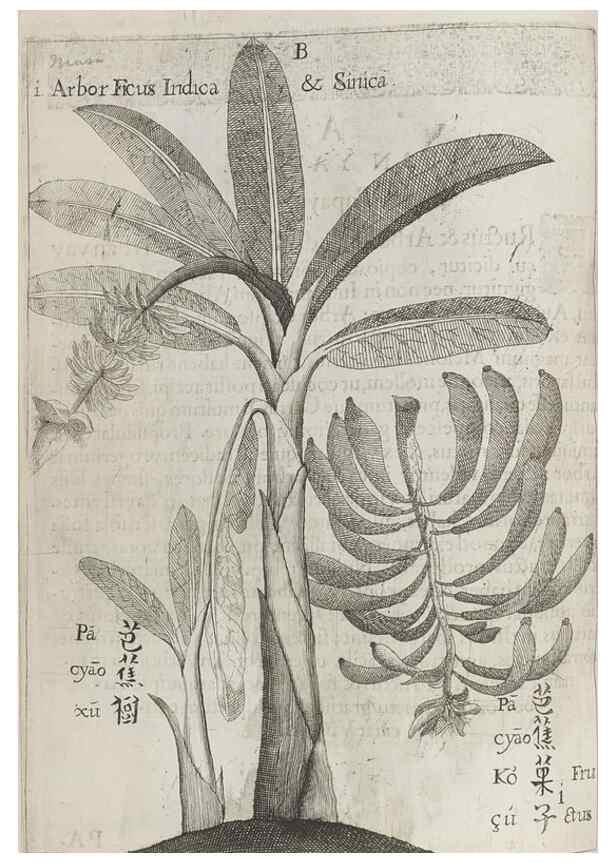 Reproducción/Reproduction 31626894706: Flora sinensis,. Viennae, Austriae,Typis M. Rictij,1656.