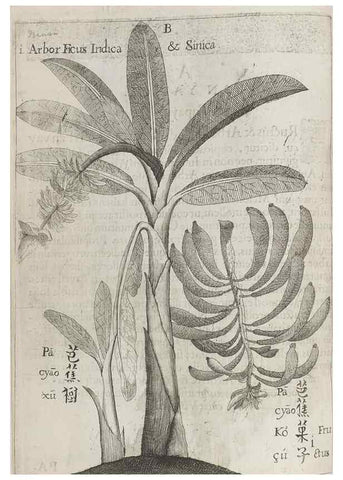 Reproducción/Reproduction 31626894706: Flora sinensis,. Viennae, Austriae,Typis M. Rictij,1656.