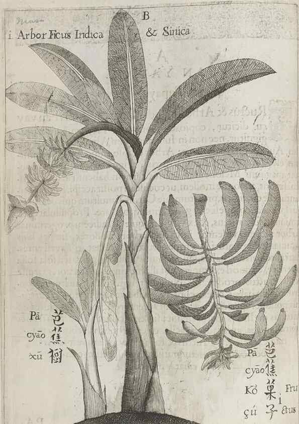 Reproducción/Reproduction 31626894706: Flora sinensis,. Viennae, Austriae,Typis M. Rictij,1656.