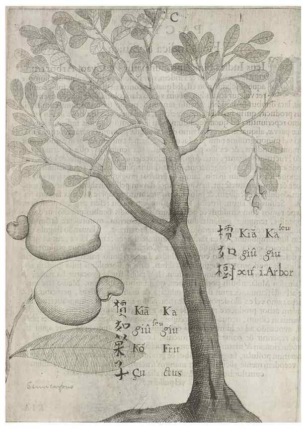 Reproducción/Reproduction 31663822045: Flora sinensis,. Viennae, Austriae,Typis M. Rictij,1656.