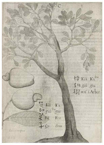 Reproducción/Reproduction 31663822045: Flora sinensis,. Viennae, Austriae,Typis M. Rictij,1656.