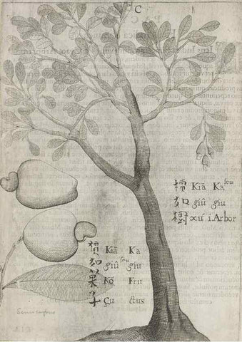 Reproducción/Reproduction 31663822045: Flora sinensis,. Viennae, Austriae,Typis M. Rictij,1656.