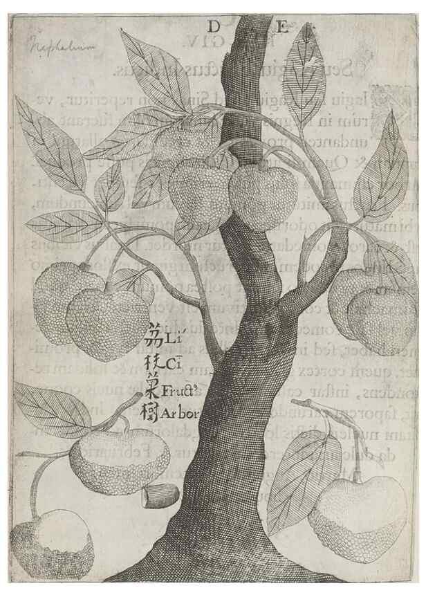Reproducción/Reproduction 31626902686: Flora sinensis,. Viennae, Austriae,Typis M. Rictij,1656.