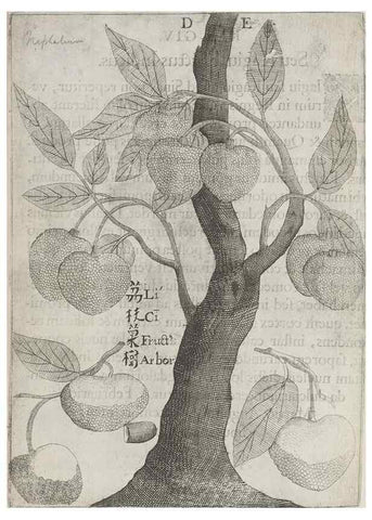 Reproducción/Reproduction 31626902686: Flora sinensis,. Viennae, Austriae,Typis M. Rictij,1656.