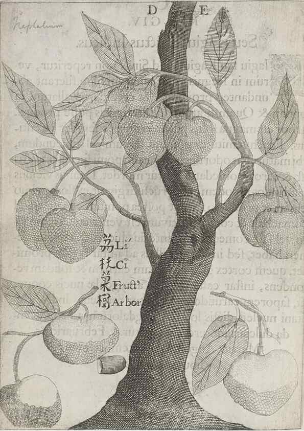 Reproducción/Reproduction 31626902686: Flora sinensis,. Viennae, Austriae,Typis M. Rictij,1656.