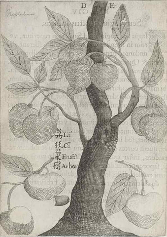 Reproducción/Reproduction 31626902686: Flora sinensis,. Viennae, Austriae,Typis M. Rictij,1656.