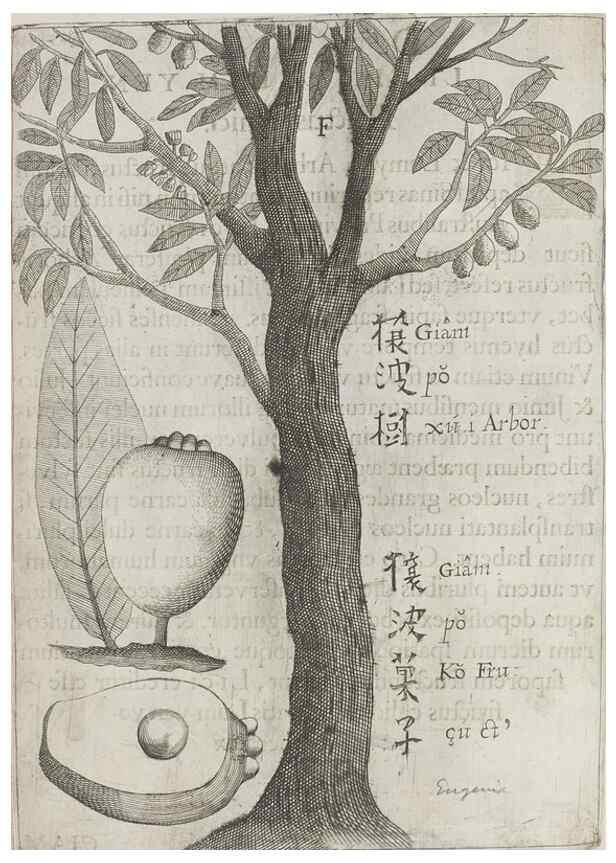 Reproducción/Reproduction 31626906686: Flora sinensis,. Viennae, Austriae,Typis M. Rictij,1656.
