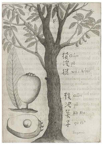 Reproducción/Reproduction 31626906686: Flora sinensis,. Viennae, Austriae,Typis M. Rictij,1656.