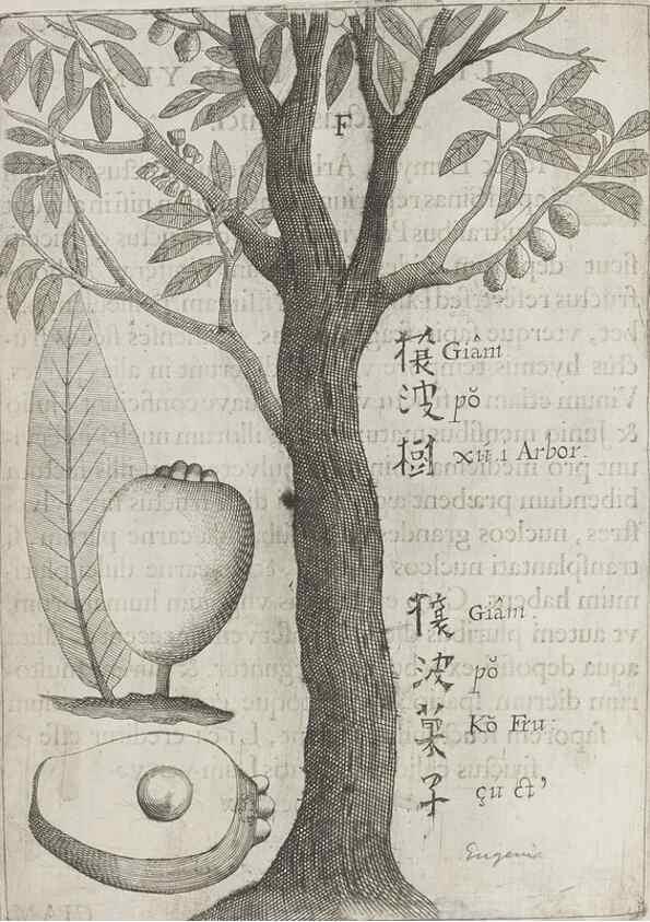 Reproducción/Reproduction 31626906686: Flora sinensis,. Viennae, Austriae,Typis M. Rictij,1656.