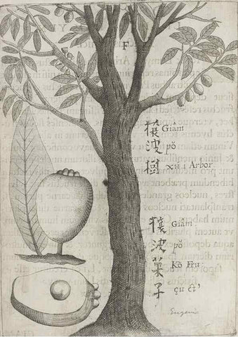 Reproducción/Reproduction 31626906686: Flora sinensis,. Viennae, Austriae,Typis M. Rictij,1656.