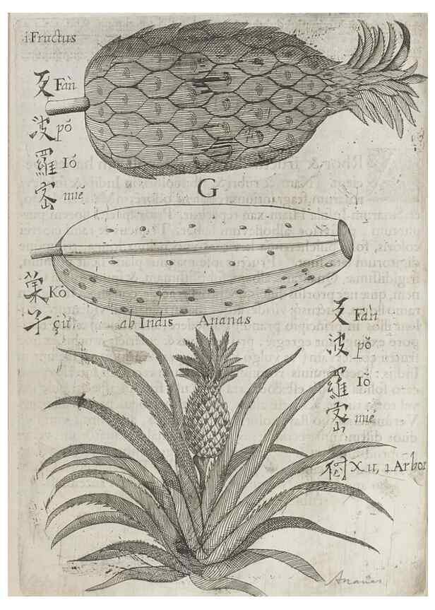Reproducción/Reproduction 31626910526: Flora sinensis,. Viennae, Austriae,Typis M. Rictij,1656.