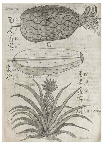 Reproducción/Reproduction 31626910526: Flora sinensis,. Viennae, Austriae,Typis M. Rictij,1656.