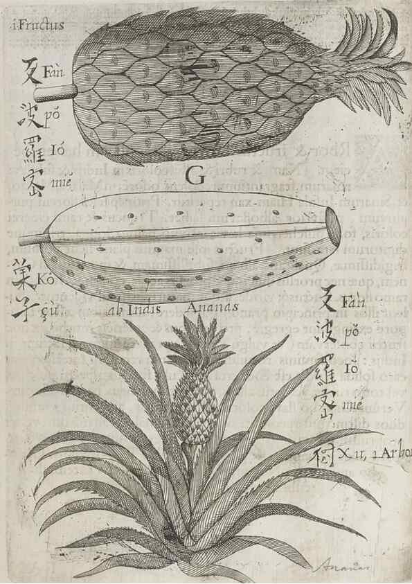 Reproducción/Reproduction 31626910526: Flora sinensis,. Viennae, Austriae,Typis M. Rictij,1656.