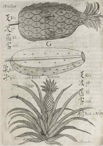 Reproducción/Reproduction 31626910526: Flora sinensis,. Viennae, Austriae,Typis M. Rictij,1656.