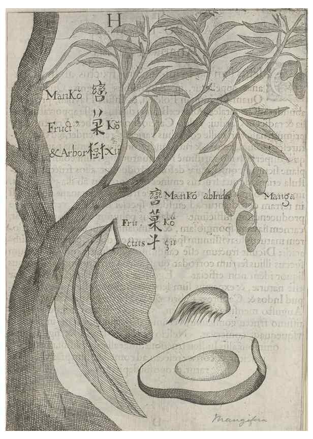 Reproducción/Reproduction 31547913771: Flora sinensis,. Viennae, Austriae,Typis M. Rictij,1656.