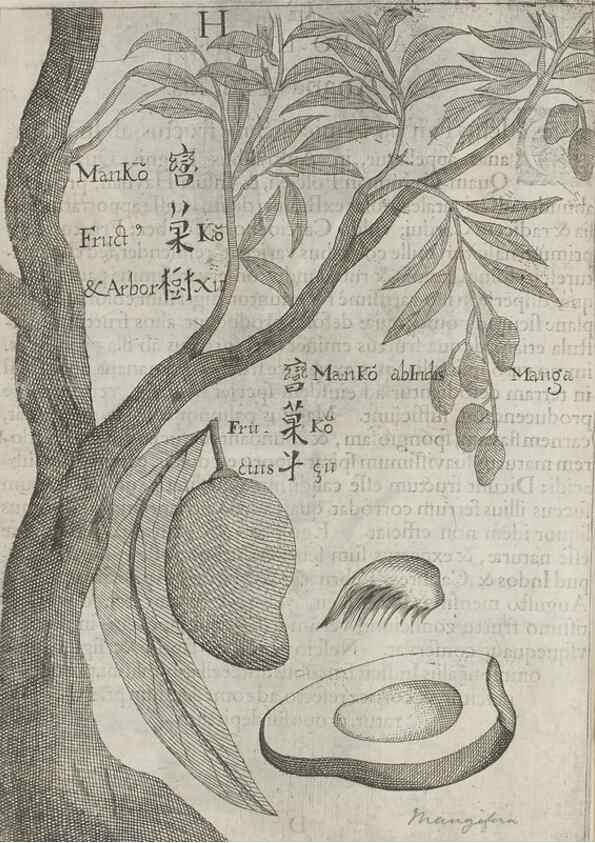 Reproducción/Reproduction 31547913771: Flora sinensis,. Viennae, Austriae,Typis M. Rictij,1656.