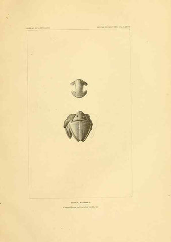 Reproducción/Reproduction 30379575984: Art in shell of the ancient Americans.. Washington,Govt. Print. Off.,1883.