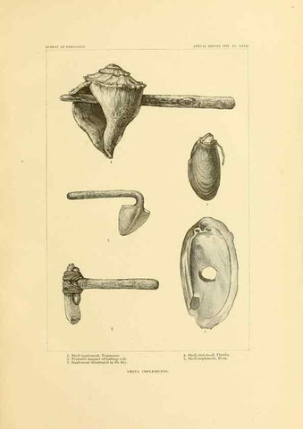 Reproducción/Reproduction 31086678541: Art in shell of the ancient Americans.. Washington,Govt. Print. Off.,1883.